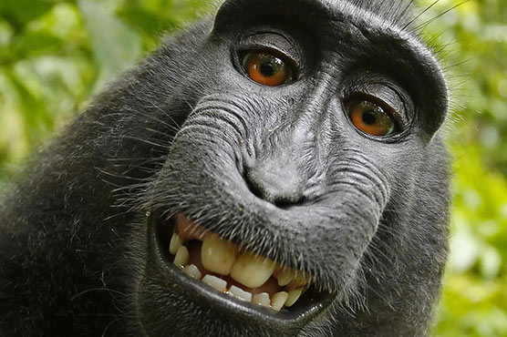 'Monkey wins' selfie lawsuit in San Francisco