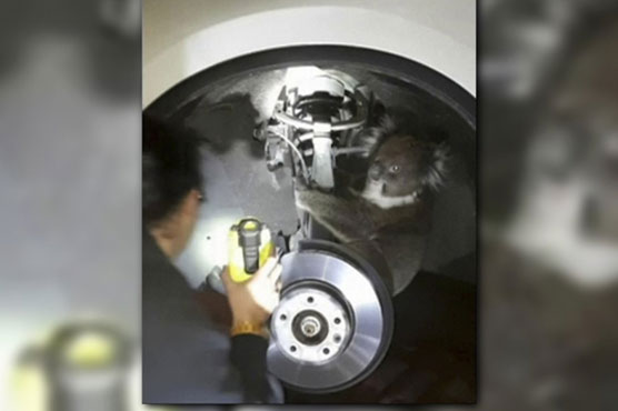 Koala survives 10-mile Australia trip in wheel arch