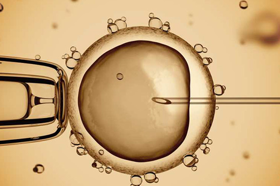 Oregon scientist genetically modifies embryos in breakthrough study
