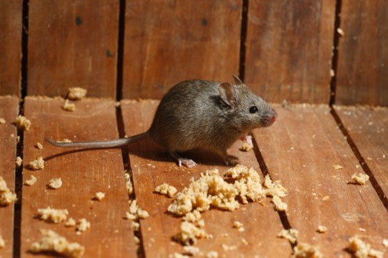 Famished mouse chews currency notes worth Rs125,000