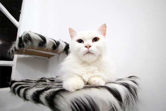 Far from war, Basra's cats lap it up in their own hotel