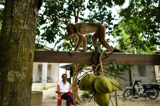 Serious monkey business at Malaysia school for macaques