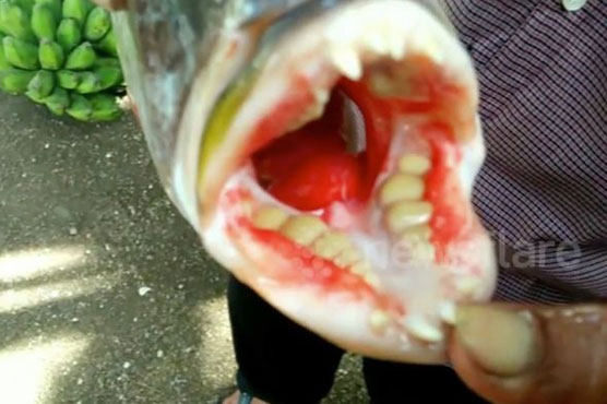 Fish with human-like teeth discovered near remote Indonesian village