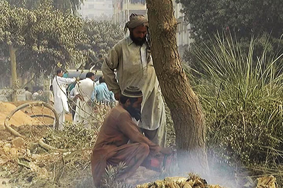 Karachi's 'green' problem: Making way for construction at the cost of trees 
