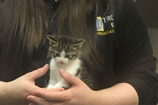 Put your paws up: Detroit-area police department adds cat