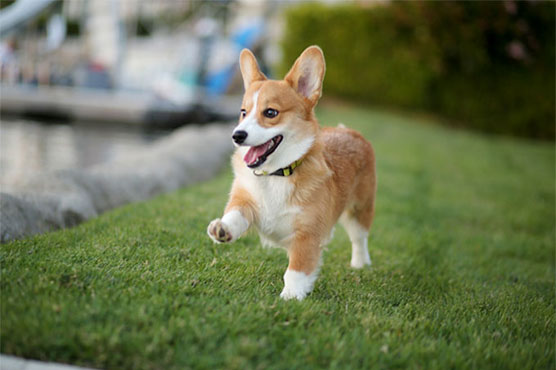 S. Korean kills neighbour's dog, invites him to share meat