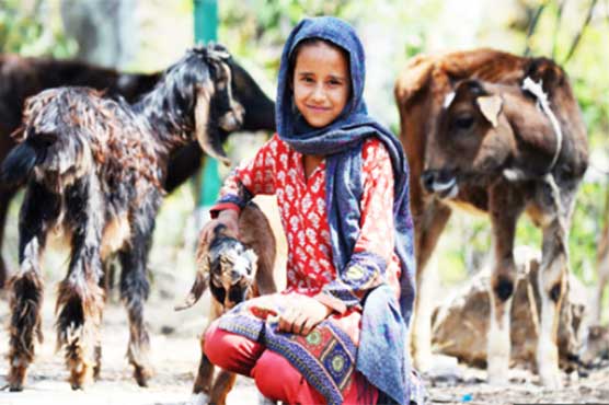 Muslim nomads see rape as new sign of hostility in India