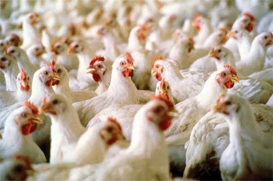 Broiler chicken meat safe for human consumption, SC informed