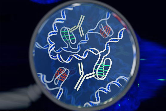 New form of DNA discovered inside human cells