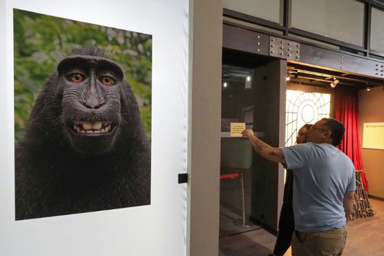 US court rules monkey does not own selfie copyright