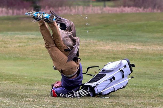 Goose attacks teen golfer during MI tournament Goose attacks teen golfer during MI tournament