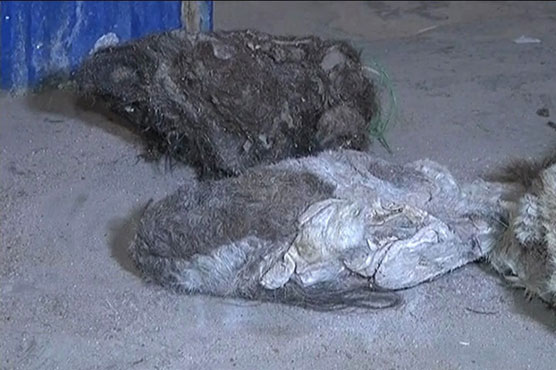 Two truckloads of donkey skins seized in Karachi