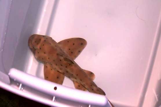 San Antonio Aquarium recovers shark stolen in baby stroller