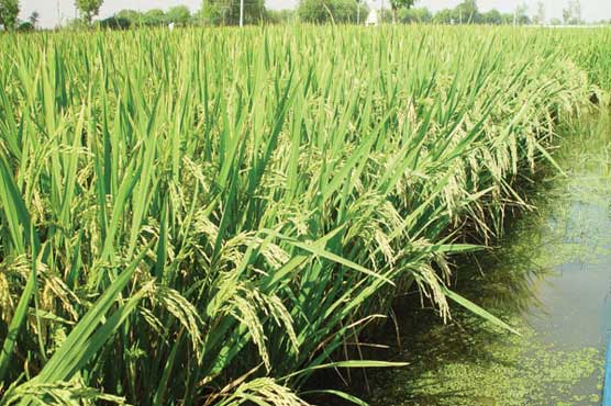 Chinese experts to train 40 Pakistani scientists on hybrid rice