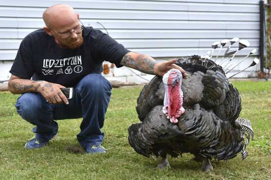 Michigan man befriends wild turkey who moved into his yard