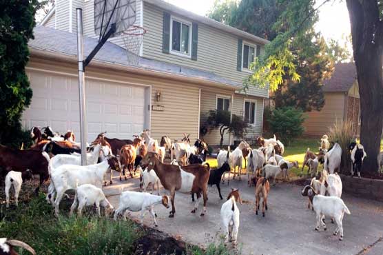 Dozens of goats chow down in Idaho neighbourhood