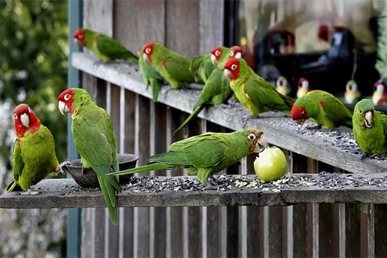 San Francisco's wild parrots branching out throughout city
