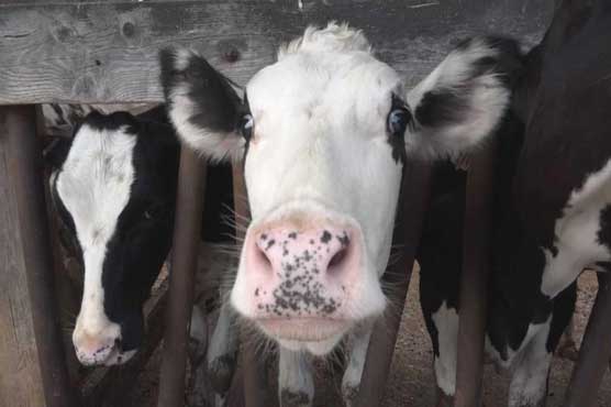 Holy cow! Bovine herd helps police corral suspect in Florida