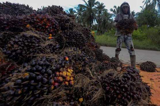 Indonesia to encourage production of palm oil: Envoy