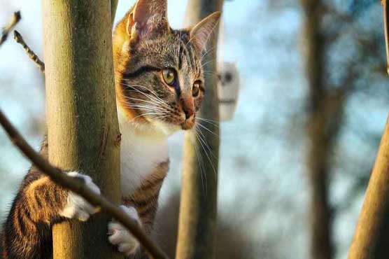 2 lives down, 7 to go: Cat survives being hit twice by cars