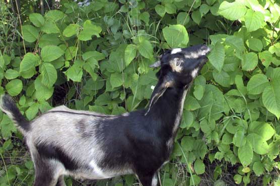 Vermont city employs goats to get rid of poison ivy