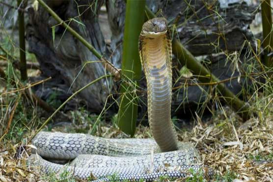 Officers seize 3 king cobras, 300 other reptiles from home
