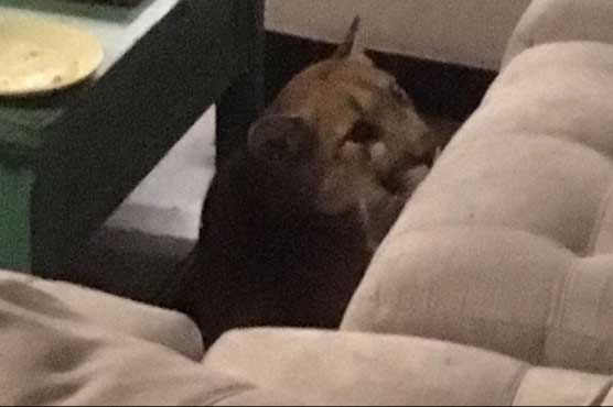 Mountain lion breaks into Colorado home, kills house cat