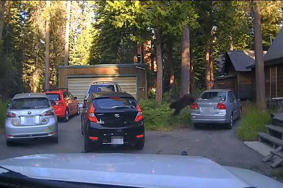 California deputy shoots into car to free trapped bear