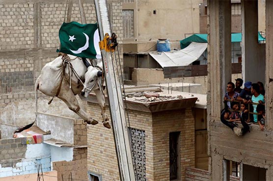 Karachi's rooftop cattle get a crane lift to the ground