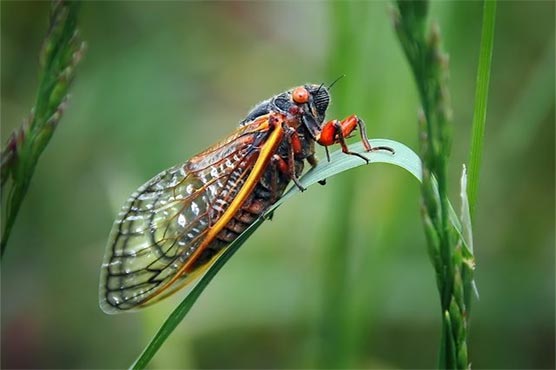 Tourists complain French cicadas are 'too loud'