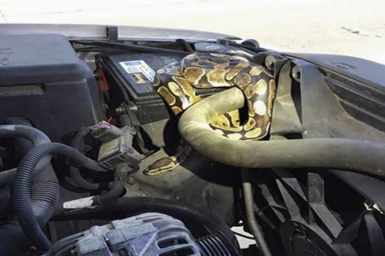 Slithering surprise found under hood of SUV in Wisconsin