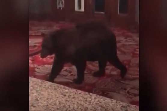 Black bear wandered into hotel that inspired 'The Shining'