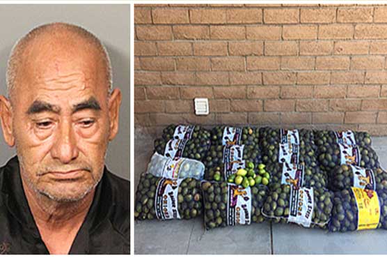 Deputies: California man had 800 pounds of stolen lemons