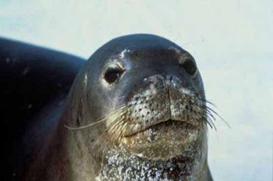 Alabama man fined for touching endangered Hawaiian monk seal
