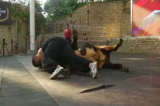 Kung-fu bullfighting: A rare breed in eastern China