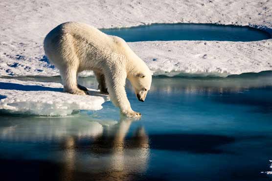 Arctic's record warming driving 'broad change' in environment: study