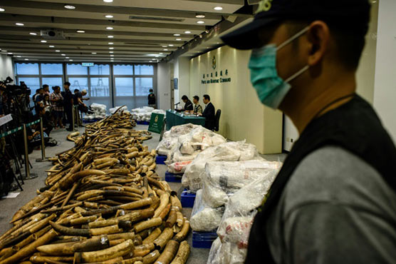 Leading ivory trade investigator murdered in Kenya