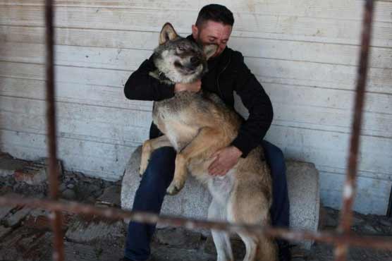 Kosovo farmer names one of his wolves Trump