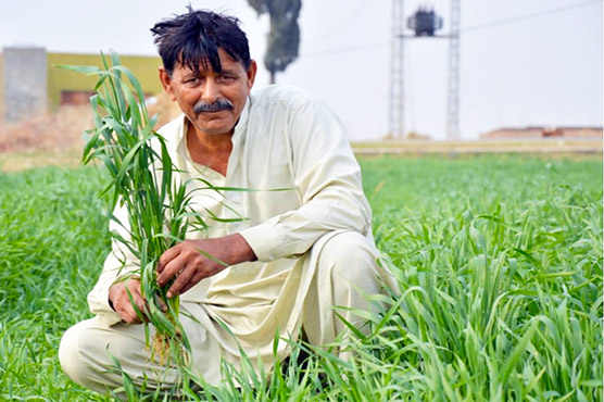 Pakistan's wheat farmers saved by timely weather forecast