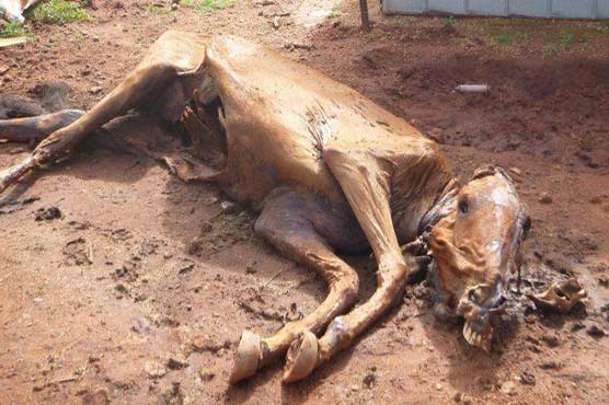 KMC involved in sale of animal carcasses, dripping: Dairy farmers