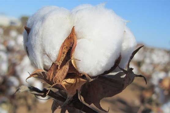 Raw cotton exports increase 49.78 pc in five months