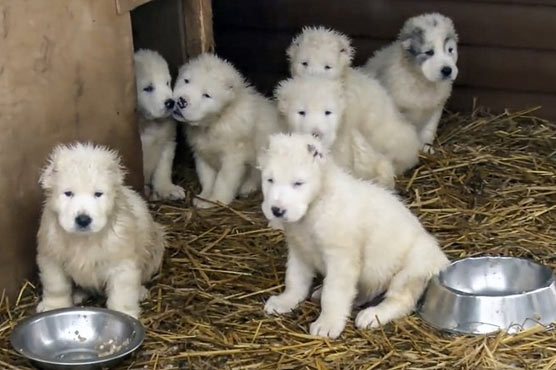 Russian army demonstrates latest weapon: Cuddly puppies