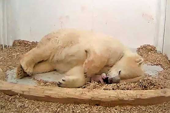 Berlin mourns sudden death of month-old polar bear cub