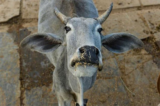 Nobody moove! Cow causes chaos at Indian airport