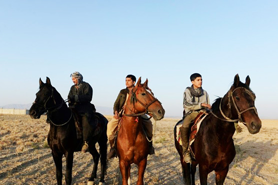 'Beasts of war': Afghanistan's buzkashi horses prepare for battle