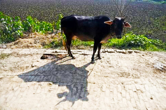 Indian inmates to undergo 'cow therapy'