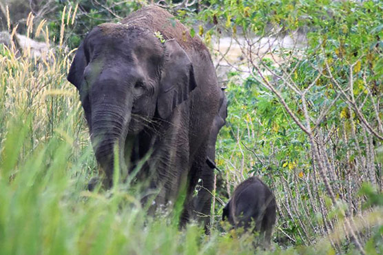 Critically endangered Sumatran elephant gives birth in Indonesia