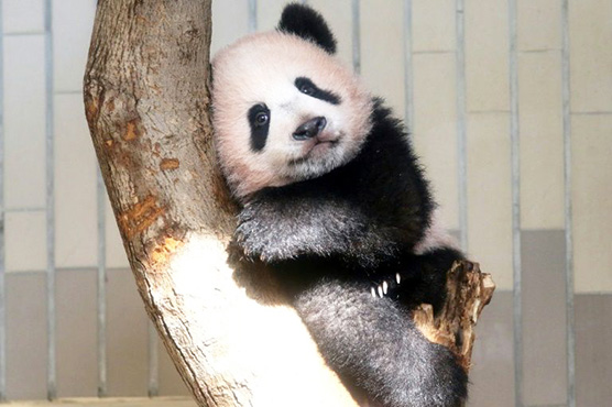 Japan's latest overtime example? Xiang Xiang the panda