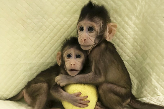 Scientists successfully clone monkeys; are humans up next?