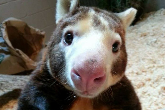 Kangaroo named Paul is now the oldest tree kangaroo in US